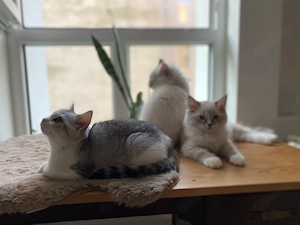 kleine Bella sucht ihr neues Zuhause 