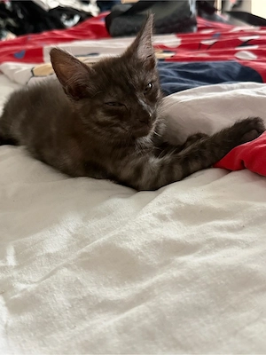 Baby katze zu verkaufen 