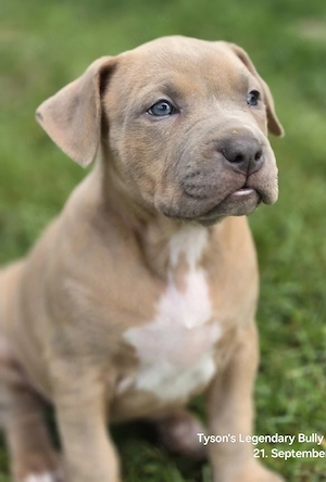 T.L.B.R. Bloodline American Bully