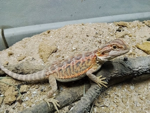 Bartagamen NZ Juni 2026 Pogona vitticeps