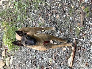 Malinois 3Monate abzugeben