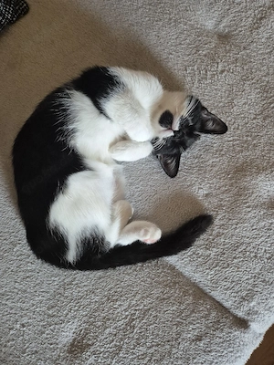 katzen Babys