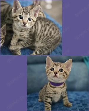 Wunderschöne Bengal-Siam Mix 