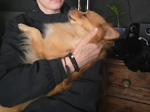 Spitz Peppi sucht ein neues Zuhause 