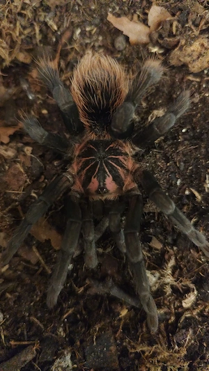 XENESTHIS sp immanis , Xenesthis bright 