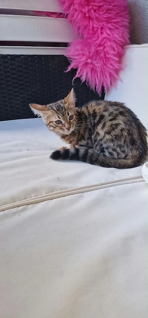 Bengal kitten Katzen 