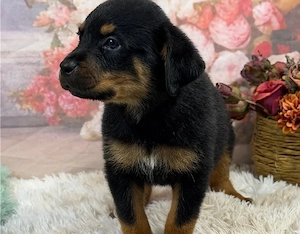 Rottweiler Welpen zum Verkauf