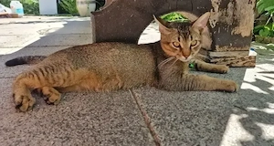 Liebesbedürftiger Somalimixkater sucht sein zu Hause 