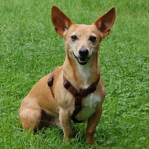 Fusselchen - 9 Jahre - Mix - Tierhilfe Franken e.V.