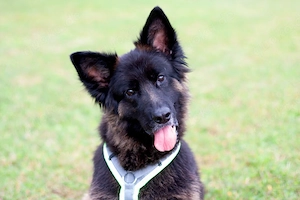 Franek - 7 Jahre - Altdeutscher Schäferhund - Tierhilfe Franken e.V.
