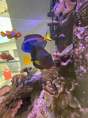 Meerwasser Aquarium 
