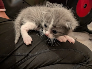 Süße Kitten,sehr flauschig  