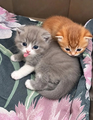 3 kleine BKH Katerchen 