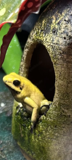 2,1 Phyllobates terribilis (gelb)mit kompl. Dendroterra.