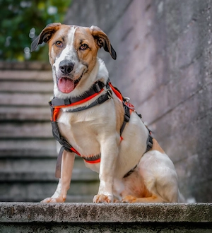 Leolino - 1 Jahr - Mix - Tierhilfe Franken e.V. 