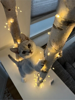 bkh kitten 16 wochen alt british kurzhaar silver 
