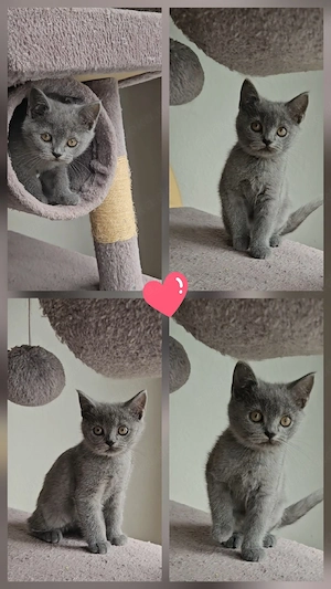 BKH Katze und Kater Katzenbaby Babykatze Kitten blue