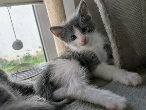 2 süße Kitten, männlich 