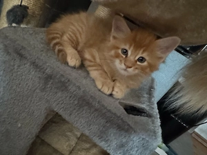 Maine Coon   Norwegische Waldkatzen kitten