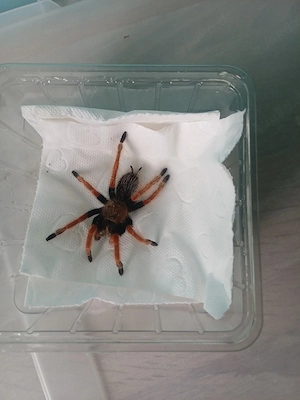 brachypelma Bohemei 0.0.1