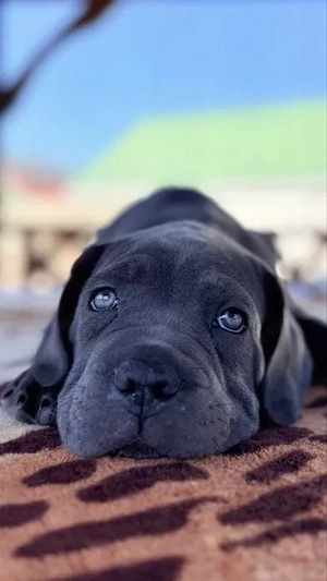Cane Corso