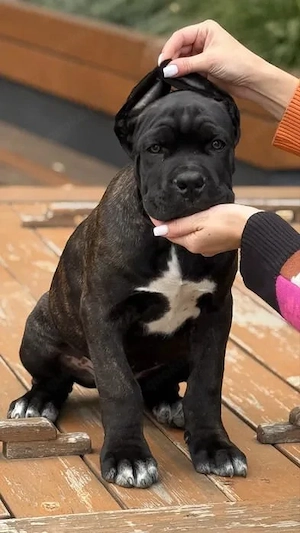 Cane-Corso