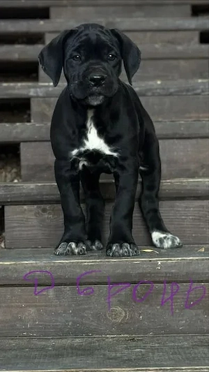 Cane Corso