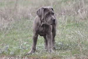 Cane Corso Welpen   verschiedene Farben und Altersstufen