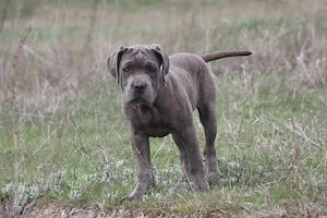 Cane Corso