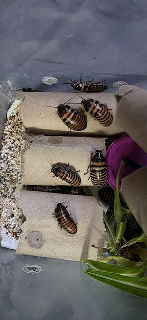 Halloween Zwergfauchschaben Elliptorhina javanica (Nymphen)