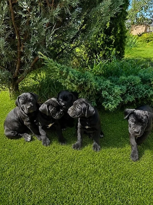 Cane Corso