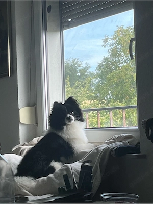 Schweren Herzens suchen wir ein neues Zuhause für unseren Hund