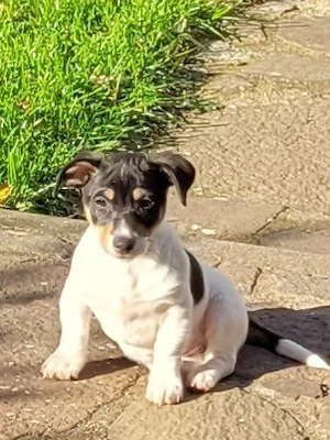 Jack Russell Welpe Rüde