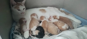 Babykatzen zum reservieren