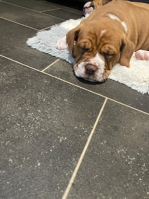 Old Englische Bulldogge 