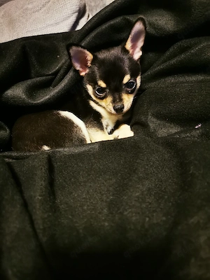 Chihuahua Hündin Black and Tan