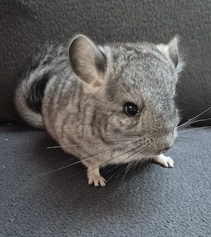**Handzahmes, **neugieriges**Chinchilla Baby**Mädchen ab Anfang Oktober zur Abgabe**