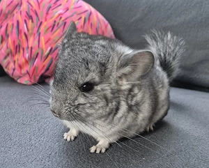 Handzahmes* Chinchilla Baby** Weibchen sucht ab Anfang Oktober ein schönes, neues Zuhause.