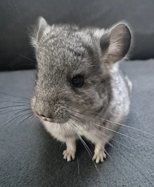 Sehr liebes* handzahmes* Baby* Mädchen sucht ab Anfang Oktober ein schönes, neues Zuhause