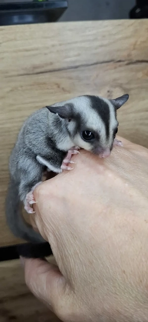 Sugar-Glider-Männchen 