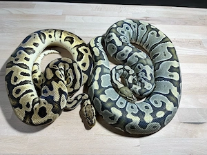 Königspythons zu verkaufen