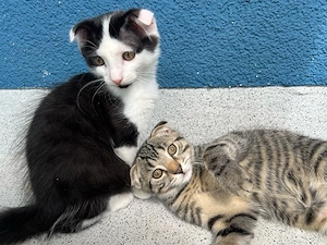    Zwei süße Baby-Kitten suchen ein liebevolles Zuhause!     