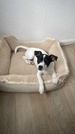 Jack russel rüde