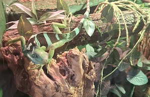 Brachylophus Bulabula (1.0) Fujileguan