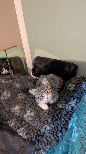 Katzen Kitten