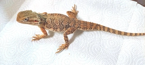 Zwerg-Bartagame Männchen, adult