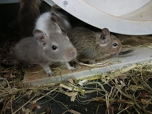 Degus Nachwuchs in verschiedenen Farben 