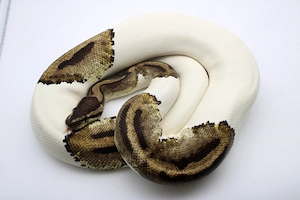 0.1 Piebald, adult, proven breeder
