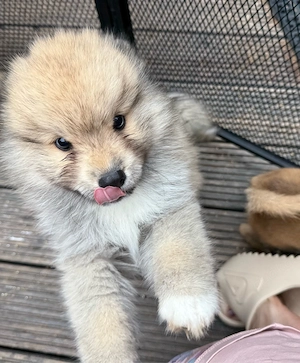 Bildhübscher Pomsky Rüde 