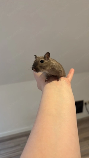Zahmes Rennmaus Weibchen sucht neuen partner 
